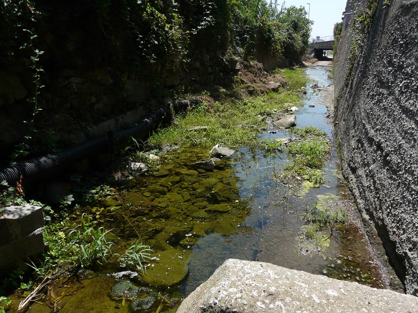 Rio Salivoli (Piombino) - rospi smeraldini in citt!